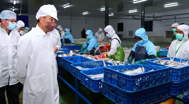 Presiden Jokowi Tinjau Unit Pengolahan Ikan dan Budidaya Rumput Laut di Provinsi Maluku